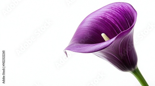   A white background with a purple flower and drop of water in the foreground