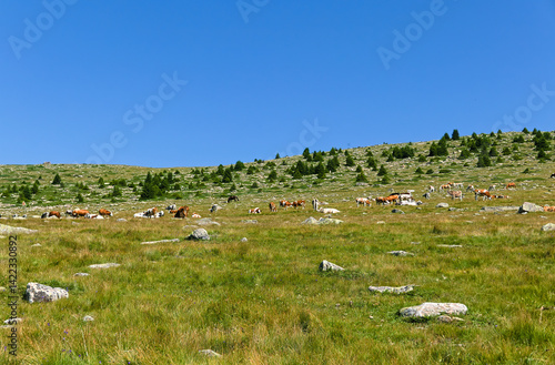relaxing and bucolic view of mountain pasture with grazing cows on a cloudy day