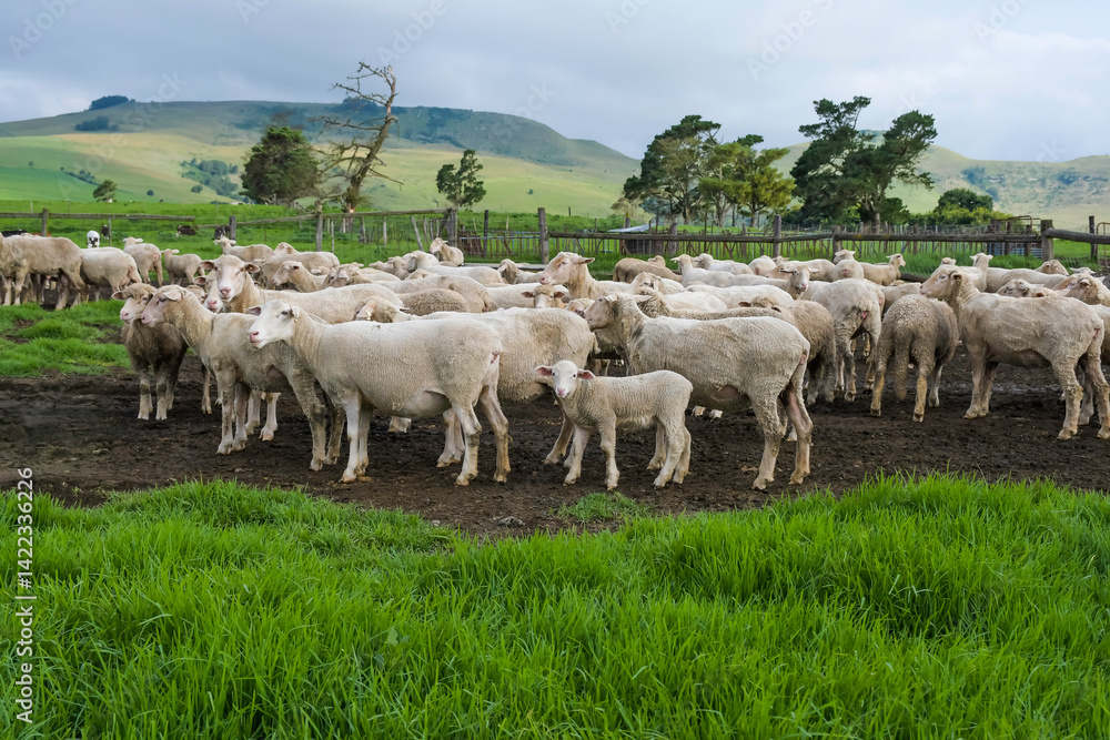 Obraz premium Merino sheep farm pasture land in midlands meander KZN South Africa