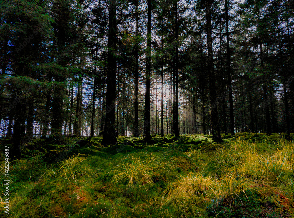Obraz premium morning in the woods