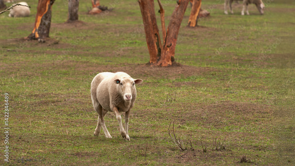 Free grazing sheep in an apple orchard.