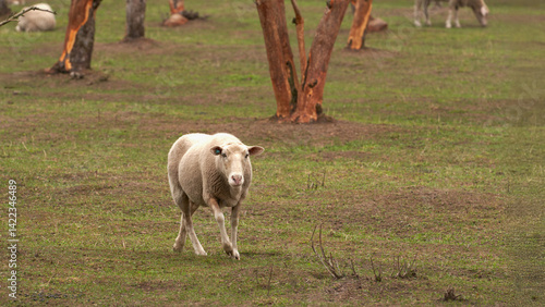 Obraz na płótnie Free grazing sheep in an apple orchard. w salonie
