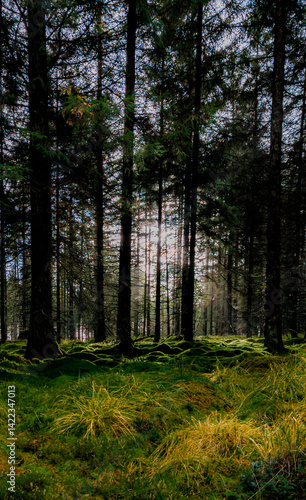 forest in autumn