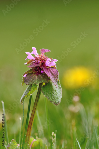Isolated purple deadnettle on a spring day