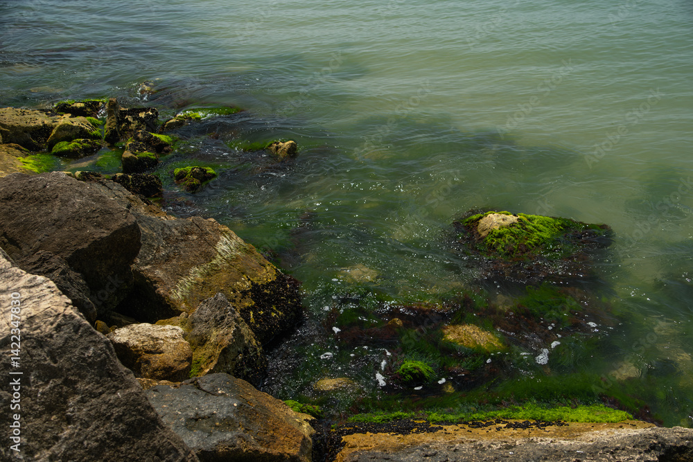 Stones overgrown with algae on the seashore Stones overgrown with algae on the seashore