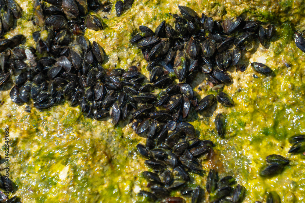 Сolony of small mussels has settled on a rock Сolony of small mussels has settled on a rock