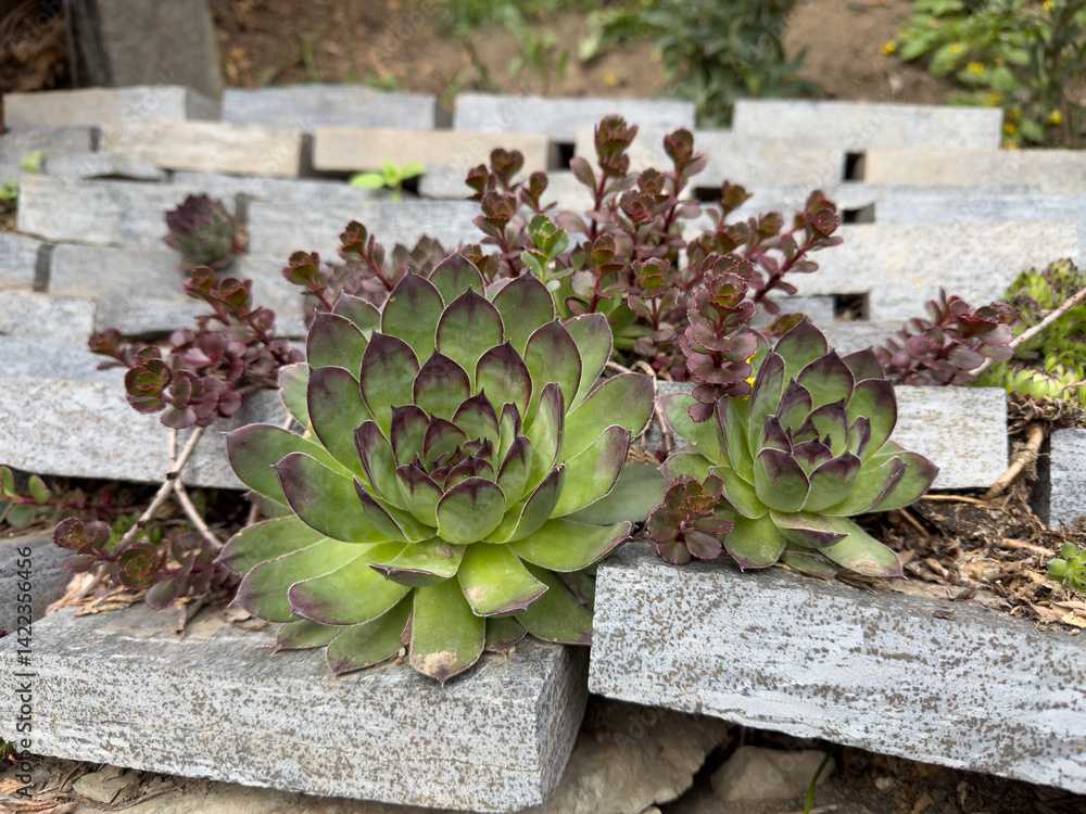 flower bed with succulents in the stone garden