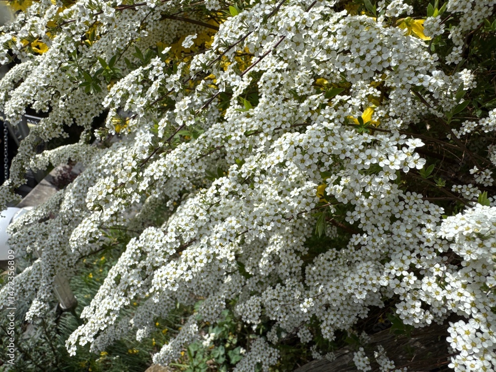 Spiraea fritschiana In the spring garden