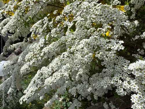 Spiraea fritschiana In the spring garden