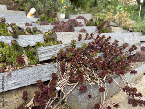 Obraz na płótnie flower bed with succulents in the stone garden w salonie