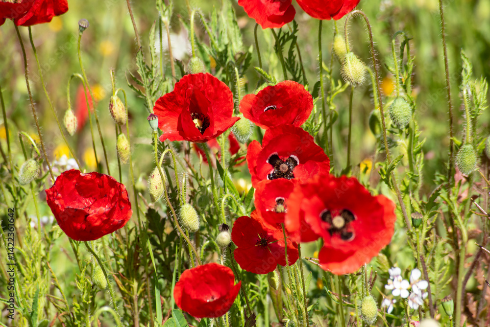 Obraz premium Beautiful poppy field in spring in southern Spain