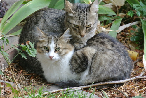 Wallpaper Mural Two Affectionate Cats Resting in a Garden, Mixed Patterned Felines Surrounded by Greenery and Autumn Leaves Torontodigital.ca