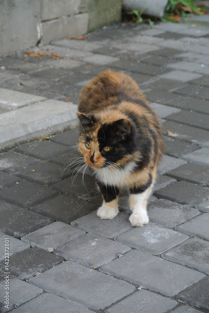 Curious Calico Cat on a Paved Surface, Whiskered Feline with Mixed Fur Pattern Looking Up in Outdoor Urban Setting Curious Calico Cat on a Paved Surface, Whiskered Feline with Mixed Fur Pattern Looking Up in Outdoor Urban Setting