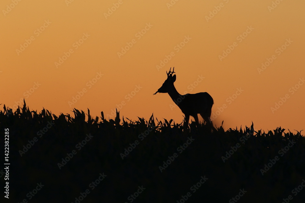 Sarna europejska (Capreolus capreolus) roe deer