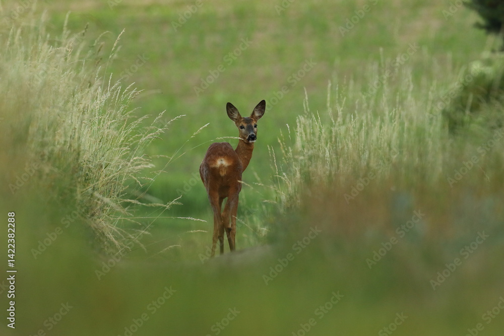 Sarna europejska (Capreolus capreolus) roe deer