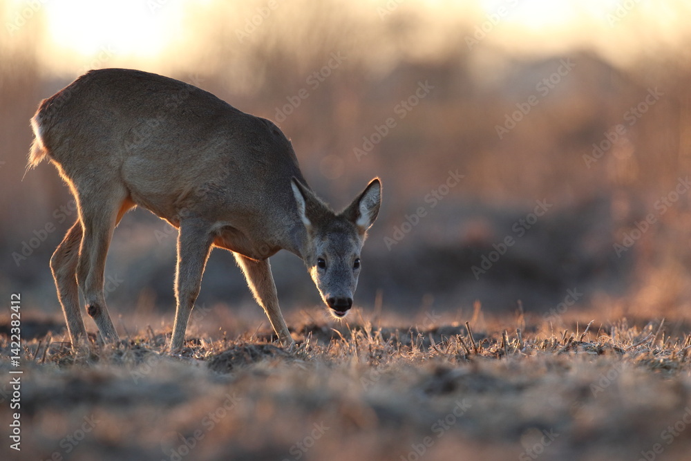 Sarna europejska (Capreolus capreolus) roe deer