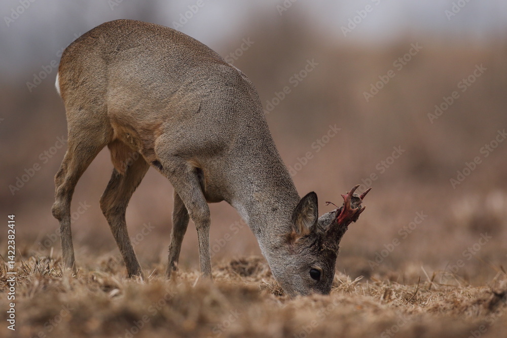 Sarna europejska (Capreolus capreolus) roe deer