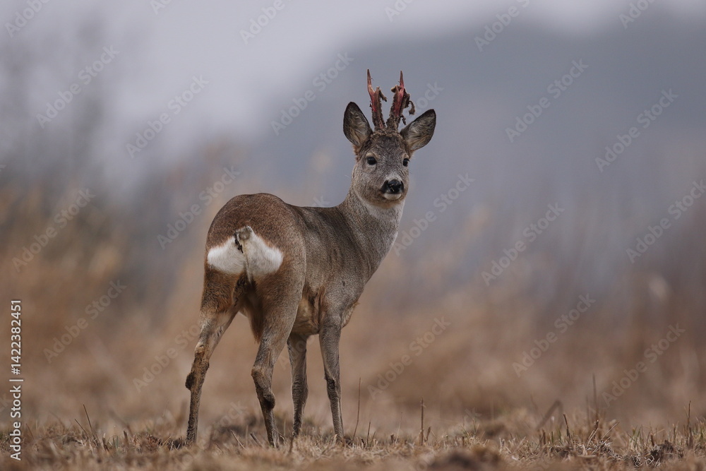 Sarna europejska (Capreolus capreolus) roe deer
