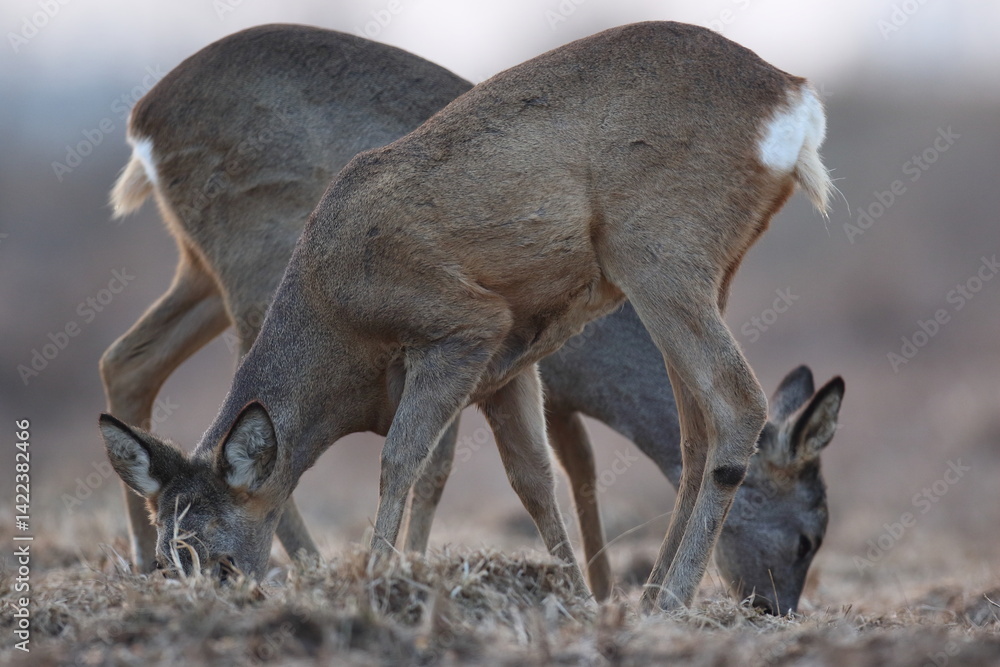 Sarna europejska (Capreolus capreolus) roe deer