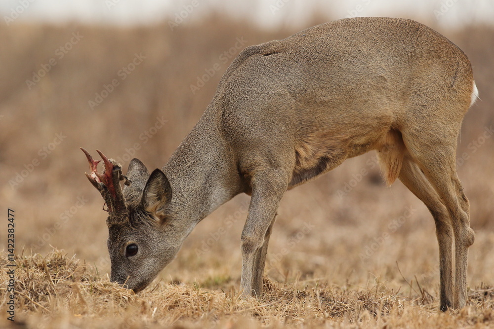 Sarna europejska (Capreolus capreolus) roe deer