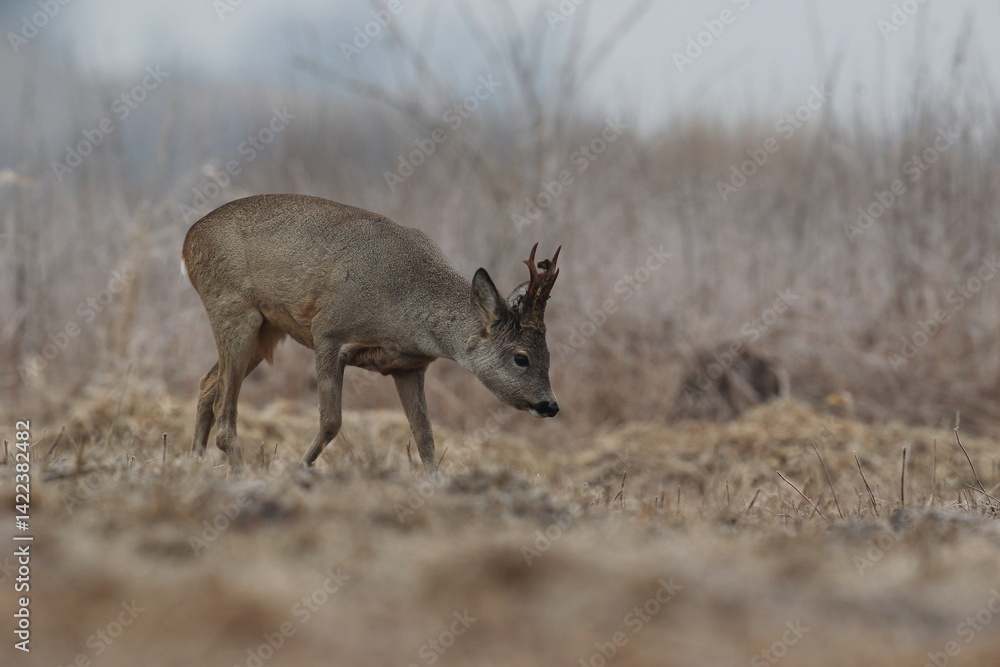 Sarna europejska (Capreolus capreolus) roe deer
