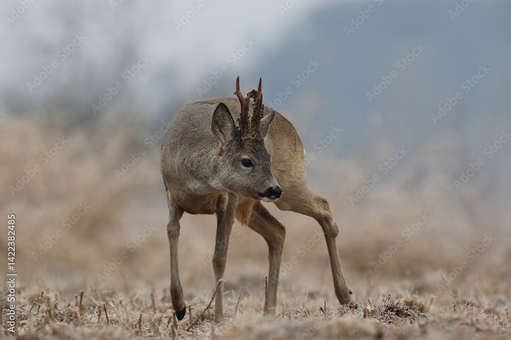 Sarna europejska (Capreolus capreolus) roe deer