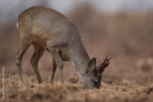 Obraz na płótnie Sarna europejska (Capreolus capreolus) roe deer w salonie