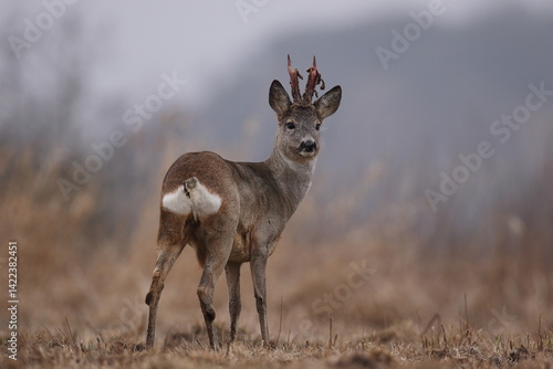 Obraz na płótnie Sarna europejska (Capreolus capreolus) roe deer w salonie