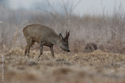 Obraz na płótnie Sarna europejska (Capreolus capreolus) roe deer w salonie