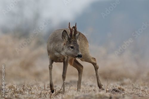 Obraz na płótnie Sarna europejska (Capreolus capreolus) roe deer w salonie