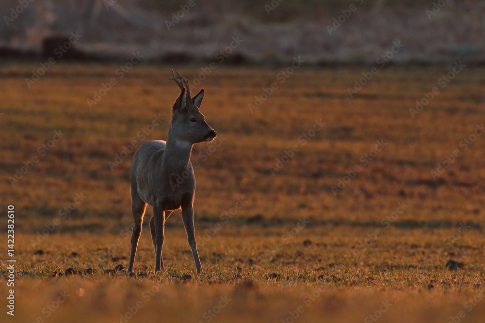 Sarna europejska (Capreolus capreolus) roe deer