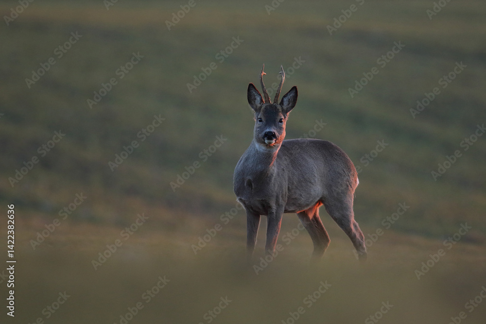 Sarna europejska (Capreolus capreolus) roe deer