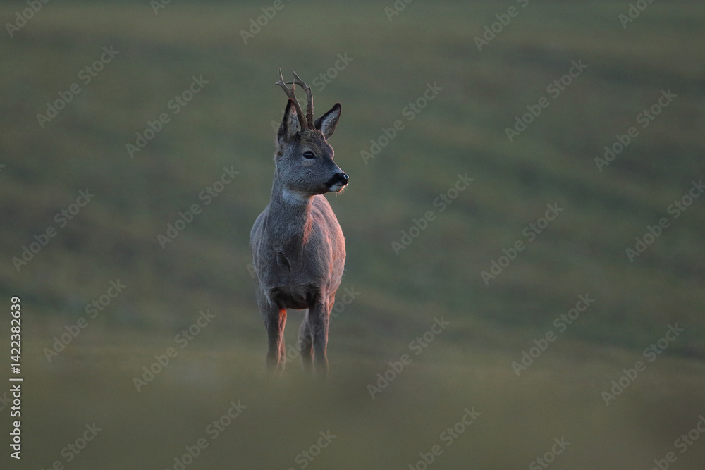 Sarna europejska (Capreolus capreolus) roe deer