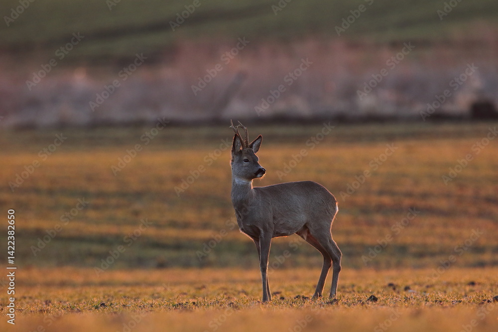 Sarna europejska (Capreolus capreolus) roe deer