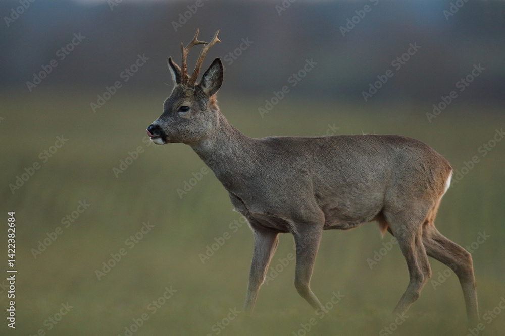 Sarna europejska (Capreolus capreolus) roe deer