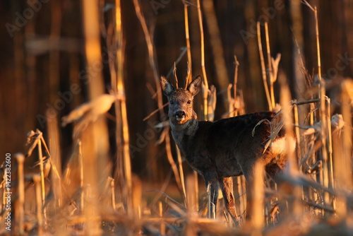 Sarna europejska (Capreolus capreolus) roe deer