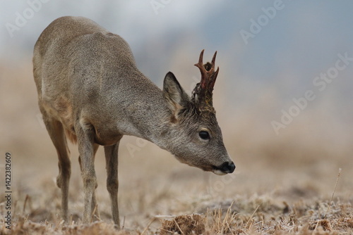 Sarna europejska (Capreolus capreolus) roe deer