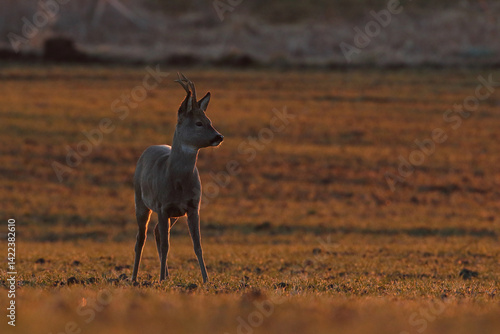 Obraz na płótnie Sarna europejska (Capreolus capreolus) roe deer w salonie