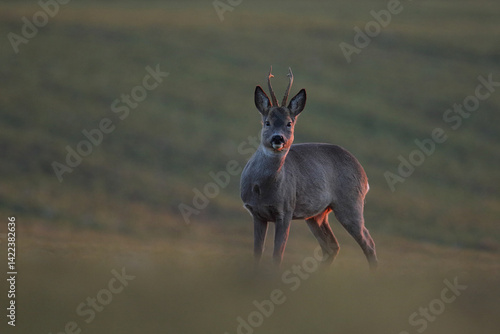 Obraz na płótnie Sarna europejska (Capreolus capreolus) roe deer w salonie