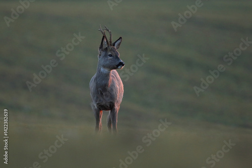 Obraz na płótnie Sarna europejska (Capreolus capreolus) roe deer w salonie
