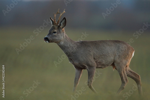 Obraz na płótnie Sarna europejska (Capreolus capreolus) roe deer w salonie