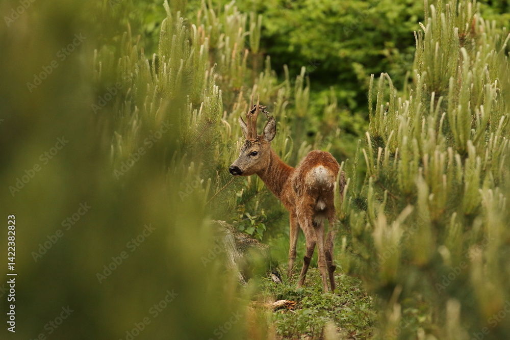 Sarna europejska (Capreolus capreolus) roe deer