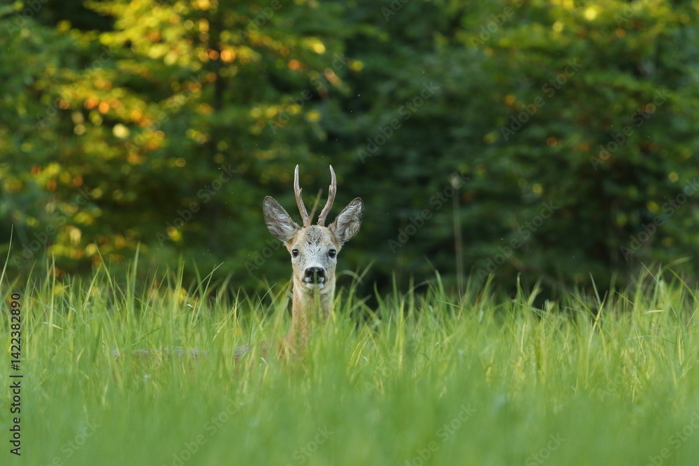 Sarna europejska (Capreolus capreolus) roe deer