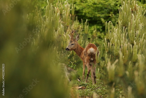Obraz na płótnie Sarna europejska (Capreolus capreolus) roe deer w salonie