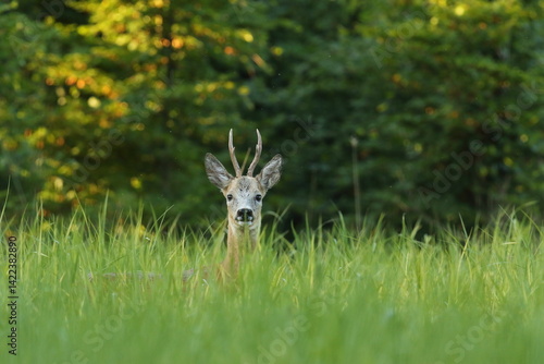 Obraz na płótnie Sarna europejska (Capreolus capreolus) roe deer w salonie