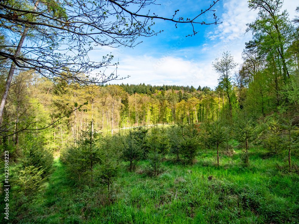 Wiederaufforstung mit Jungbäumen im Mischwald Wiederaufforstung mit Jungbäumen im Mischwald