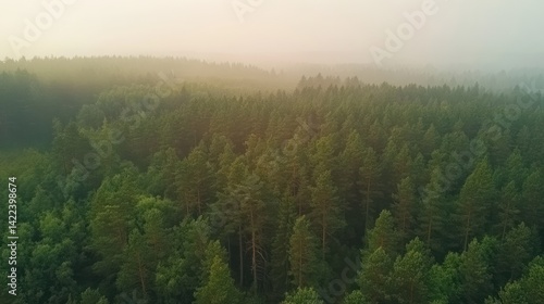 Misty forest vista from high above.
