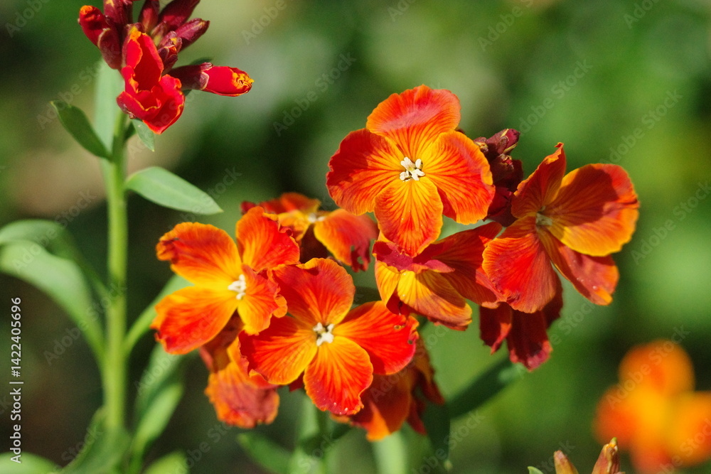 Obraz premium Goldlack