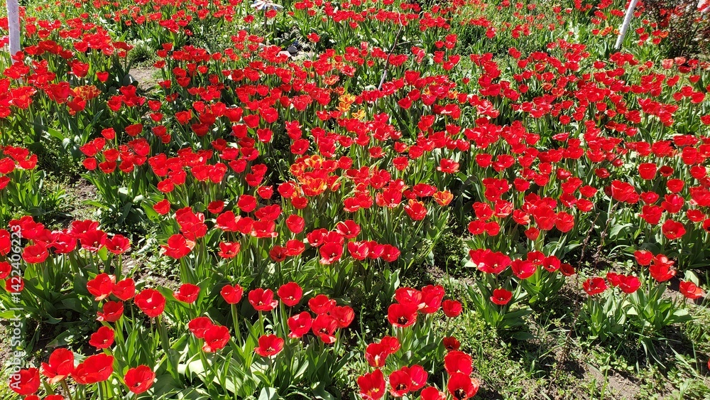 Fototapeta premium Field of Bright Red Tulips in Full Bloom on a Sunny Spring Day