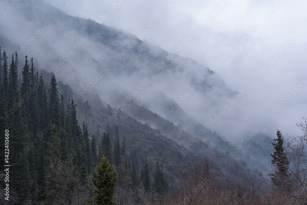 A cold spring mystical morning fog enveloped the slopes of the mountains overgrown with coniferous trees - firs and junipers, with bare trees in the foreground. A cold spring mystical morning fog enveloped the slopes of the mountains overgrown with coniferous trees - firs and junipers, with bare trees in the foreground.